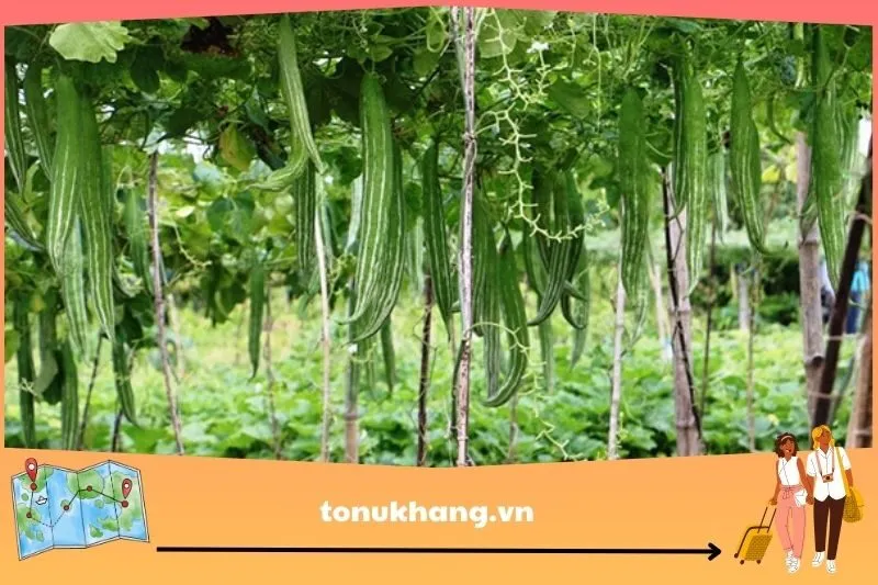 Quả lặc lày