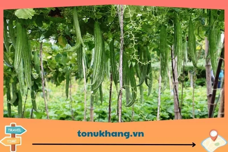 Cách trồng và thu hoạch quả ở Hòa Bình