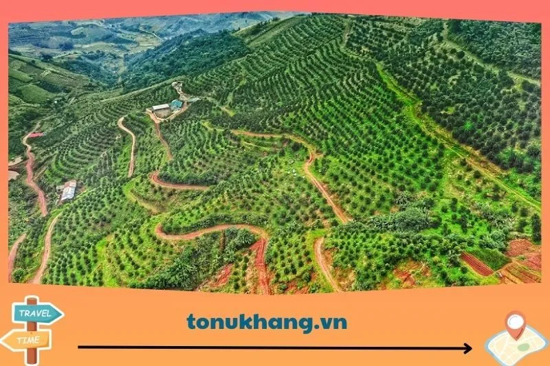 Giới thiệu chung về cam Cao Phong Hoà Bình