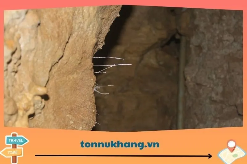 Hoa Ưu Đàm: Điểm nhấn linh thiêng tại Động Đá Bạc