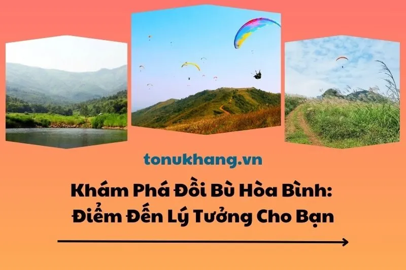 Khám Phá Đồi Bù Hòa Bình 2025: Điểm Đến Lý Tưởng Cho Bạn